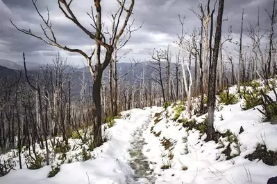 bullhead trail in the snow