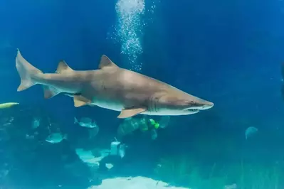 A shark in an aquarium.