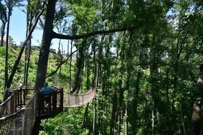 Treetop Skywalk