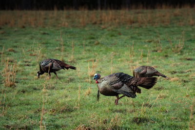 wild turkeys in smokies