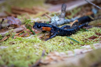 salamander in smokies