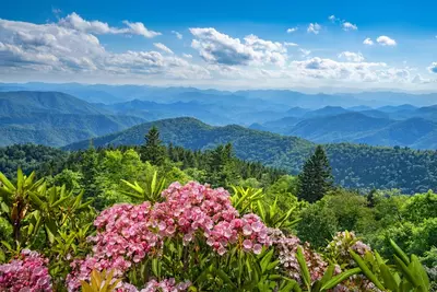 spring flowers smoky mountains